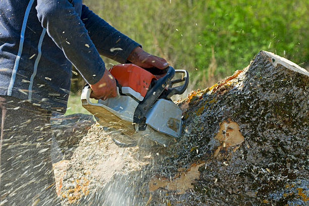 Best Tree Trimming Near Me  in Clendon, AR